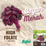 "BABA"  VEGETABLE  FRUIT SEEDS  VE-072  10GM蔬菜瓜果种子